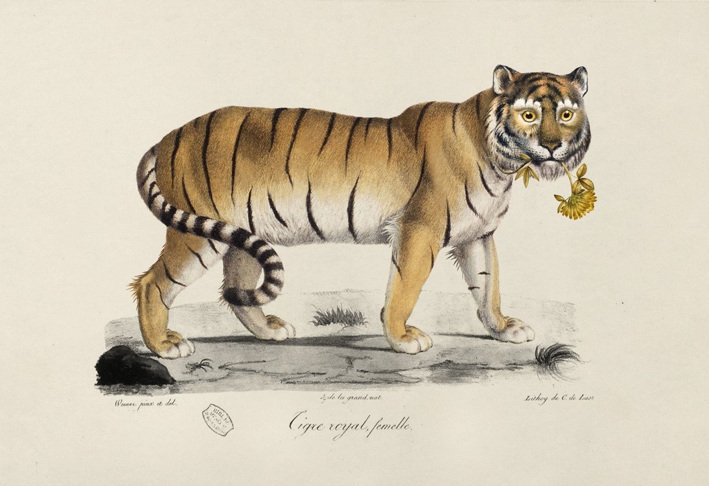 Tiger_3-fullscreen.jpg