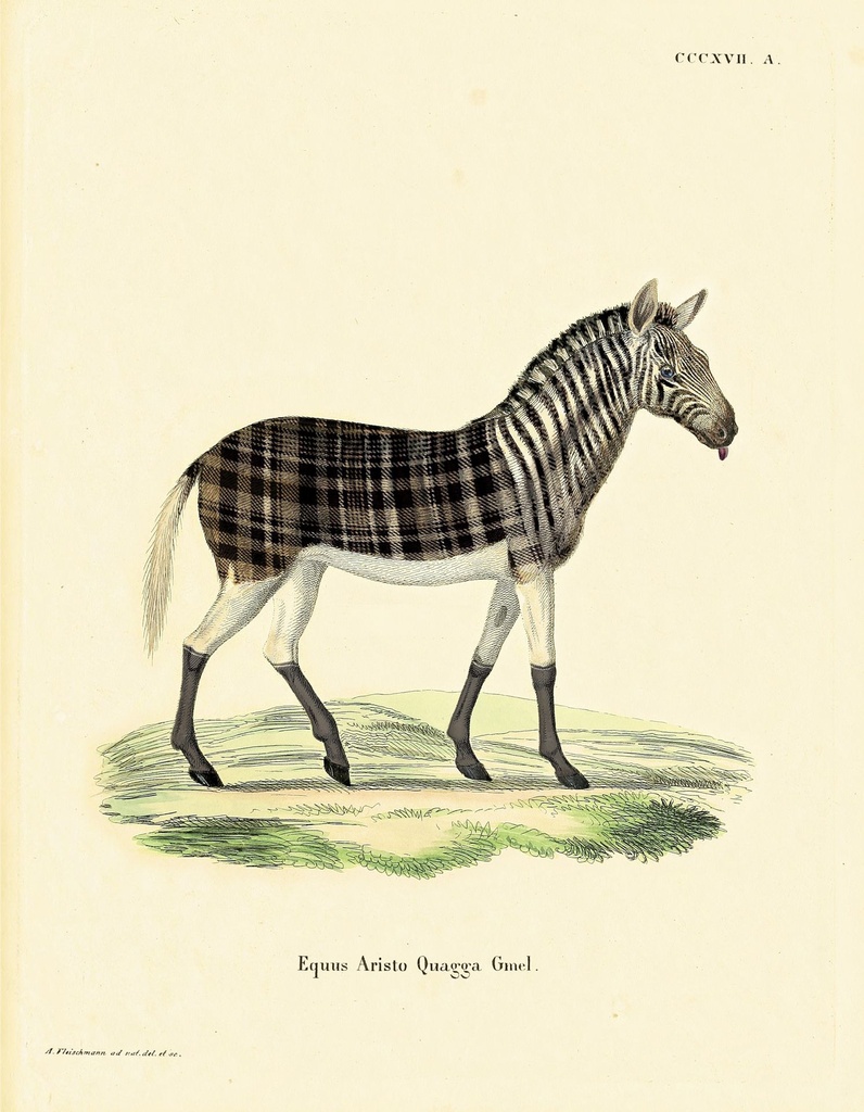 aristo_quagga_drawing-fullscreen.jpg