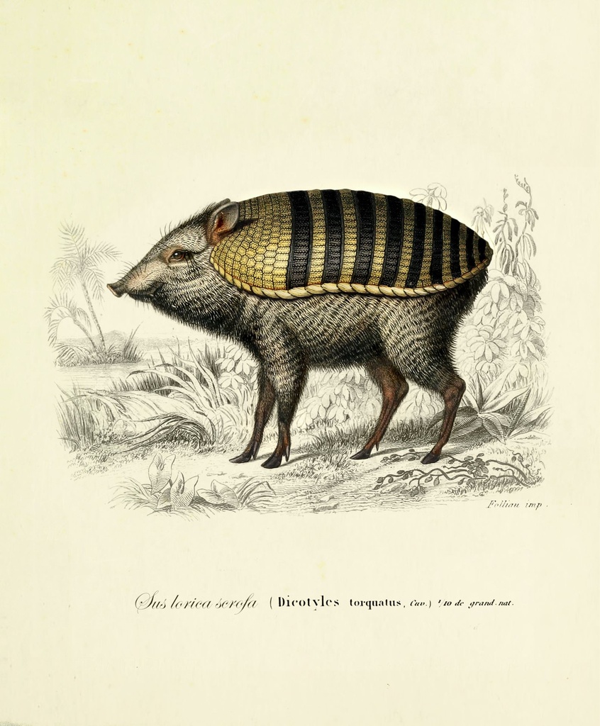 armoured_boar_drawing-fullscreen.jpg