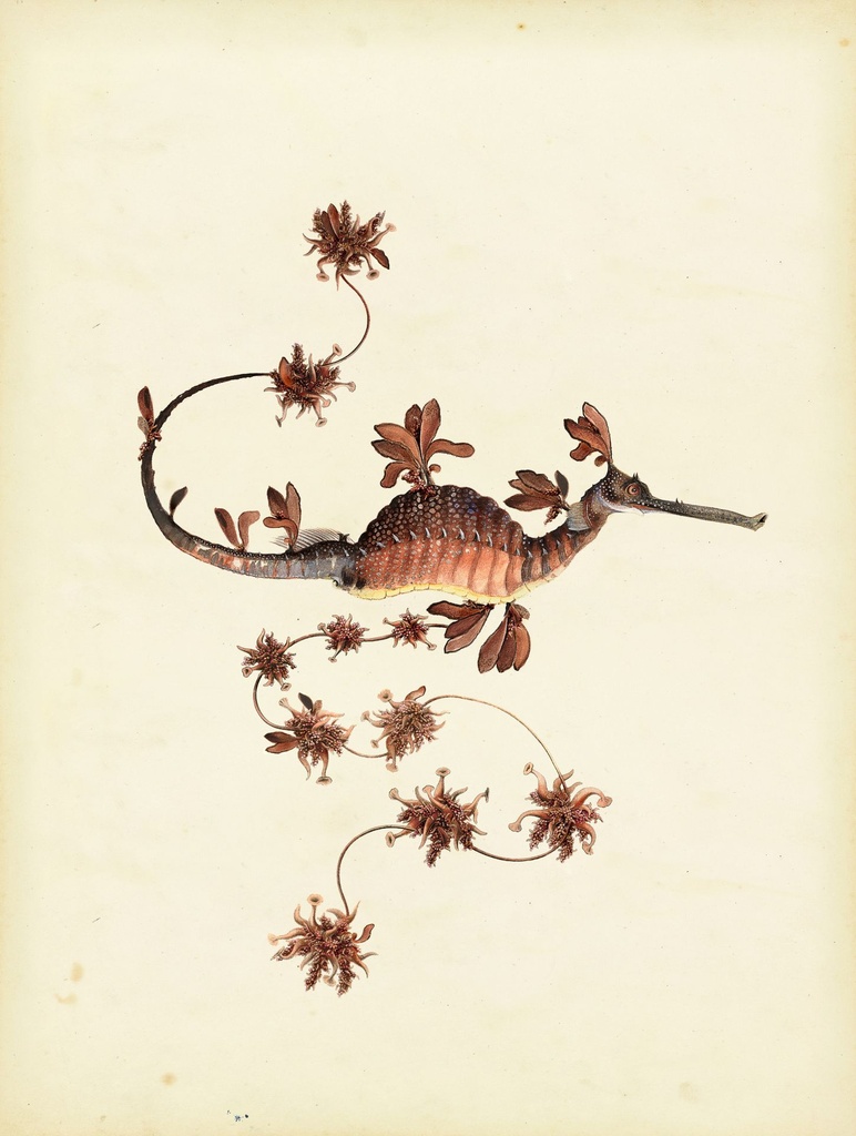 blooming_seadragon_drawing-fullscreen.jpg