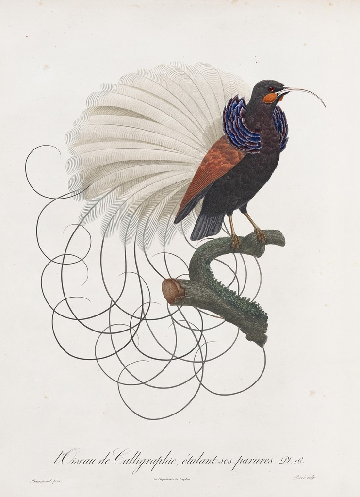 calligraphy_bird_drawing-fullscreen.jpg