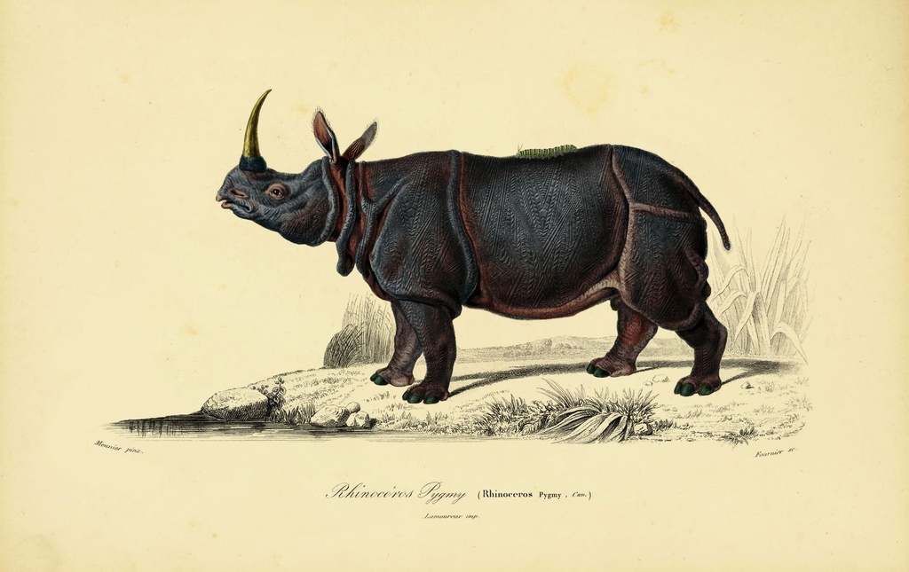 dwarf_rhino_drawing-fullscreen.jpg