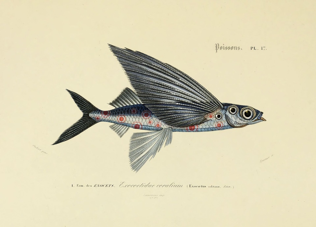 flying_coral_fish_drawing-fullscreen.jpg
